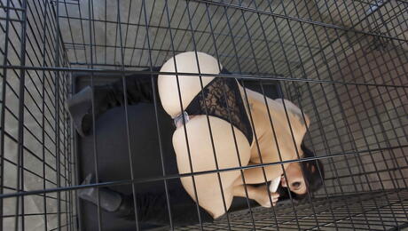 Hot british babe Madison Rose exhibits her butt in panties and play with sex toy 