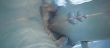 Superb -Amerikaanse anissa Kate neemt lul in de kont bij het zwembad
