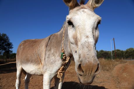 Engaging teen Maria shows off her perfect tits and her delicious pussy