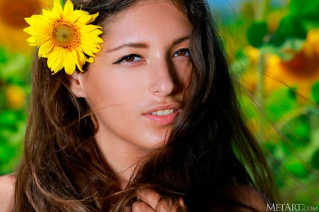 Young brunette Rosella takes off everything in a field of sunflowers